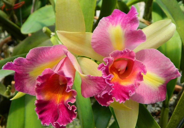 Curso Online para Cultivar Orquídeas com o Professor Alberto Schuman